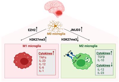 Epigenetics and immune cells in medulloblastoma